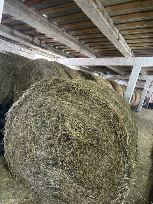 Vând Baloti de lucernă