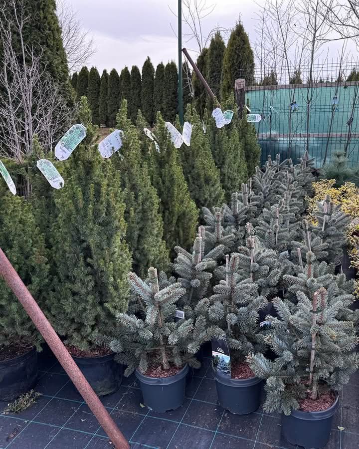 Vand plante ornamentale