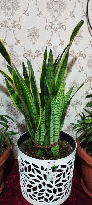 Сотилади сасувер гул