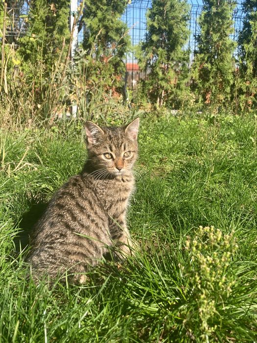 Коте - 2 месеца.