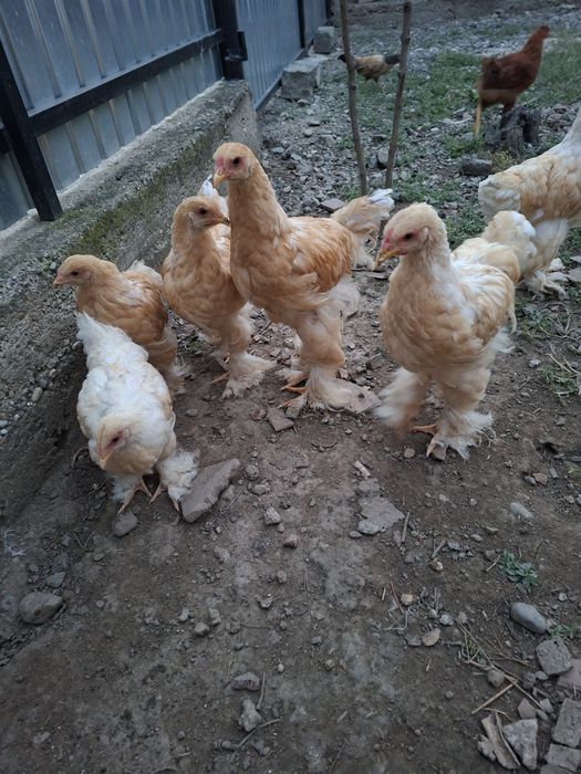 Vand 4 puicute si 2 cocosei de brahma lemon