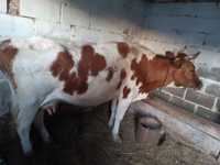 Продам корову ,320000дойная ,стельная в январе телиться будит