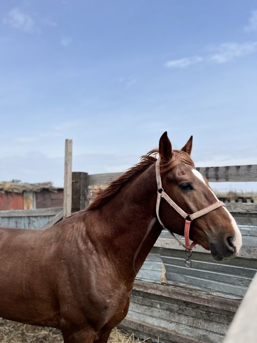 Айғыр сатылады обмен бар