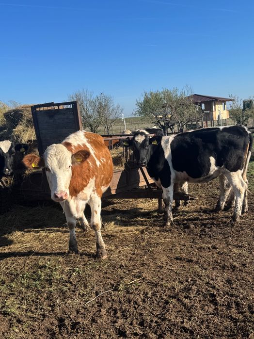 Vând vaci bălțate și holstain