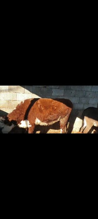 Продам хорошую тёлку