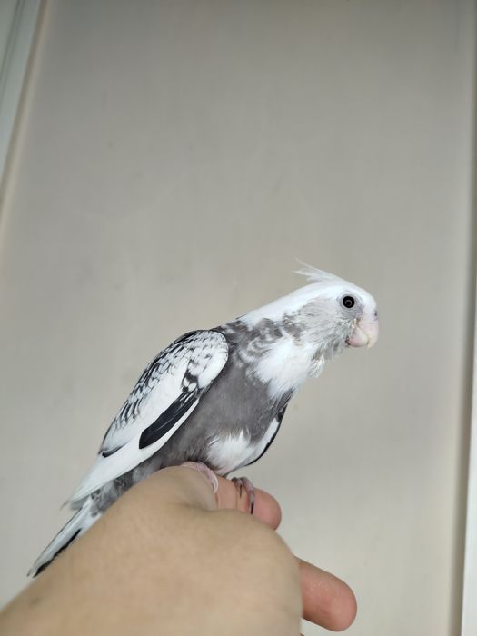 Ручной попугай Корелла