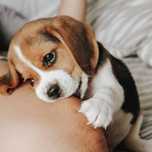 Vand pui  beagle