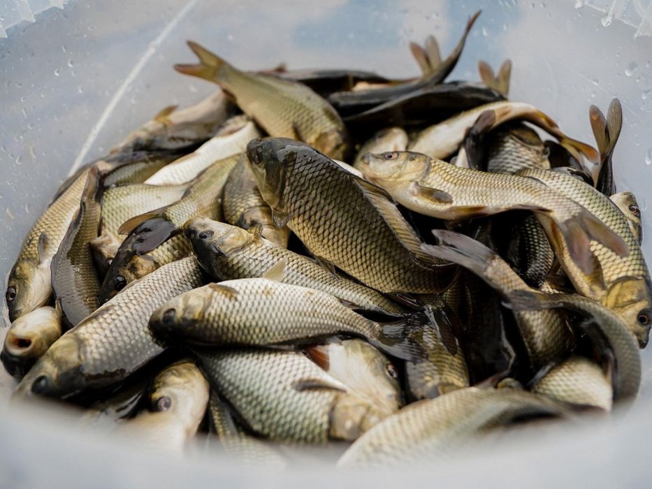 Продается малек сазан для выращивания от 180гр до 500гр