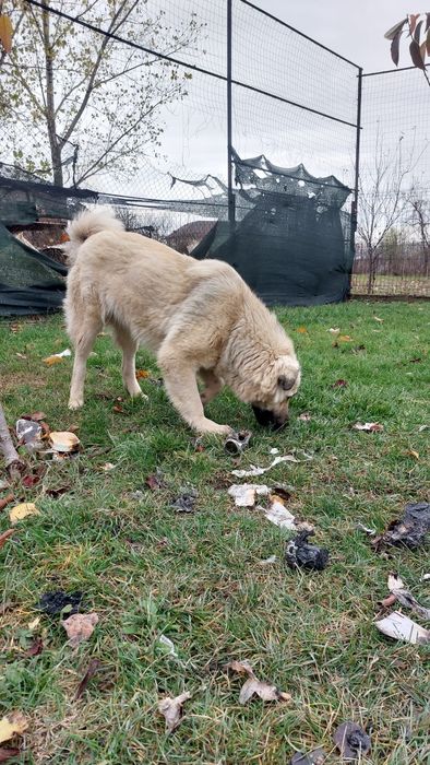 Spre adopție femela metis ciobanesc aprox. 7 luni