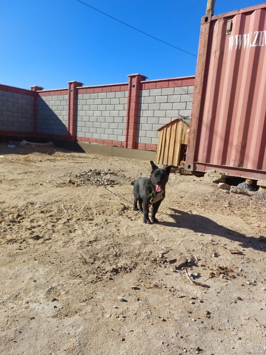 Ит сатылады  лимузин