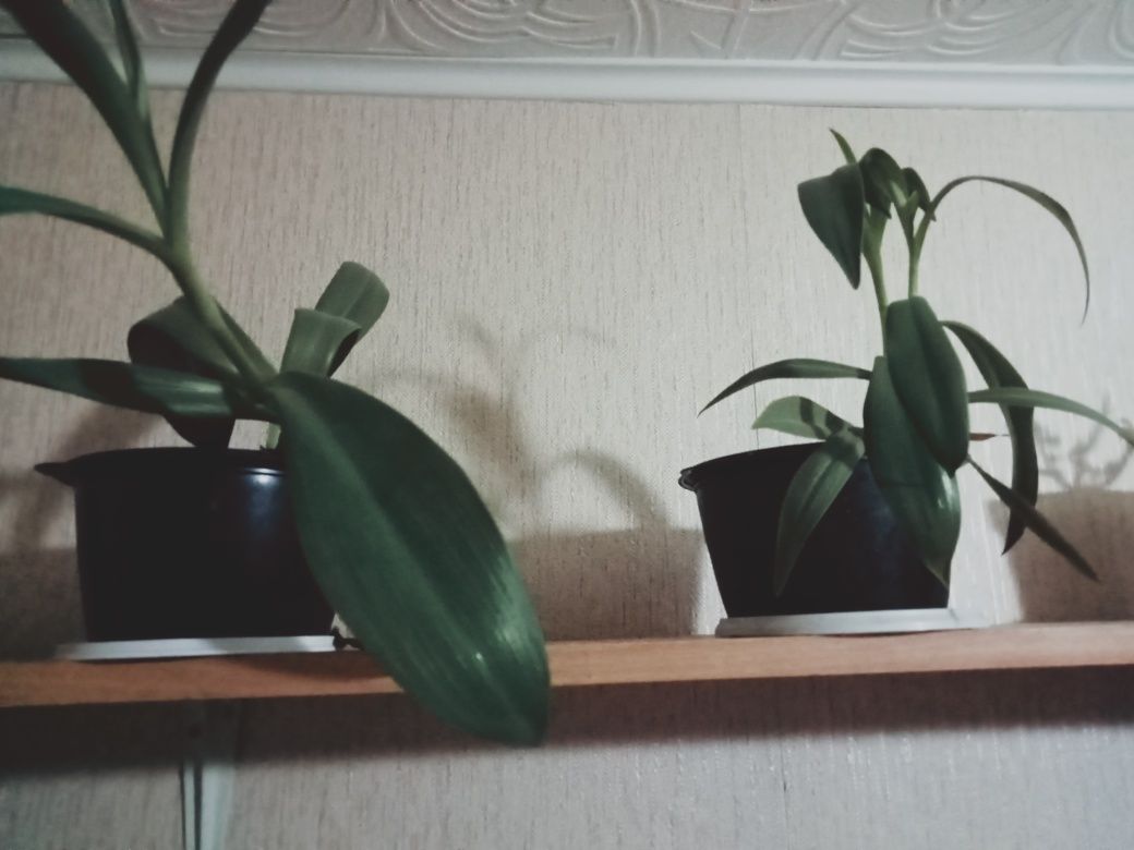 Продам полки под цветы