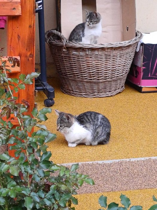 Pisicuțe adorabile spre adopție