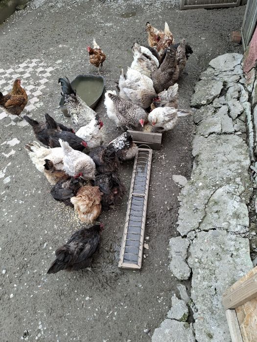 Gaini outoare de casa