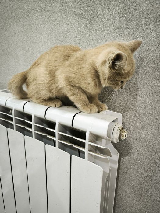 Mushuk bepulga beriladi. Urganch shaxar