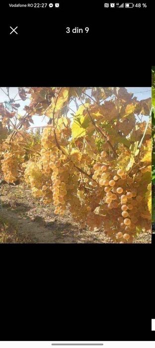 Vând struguri de vin
