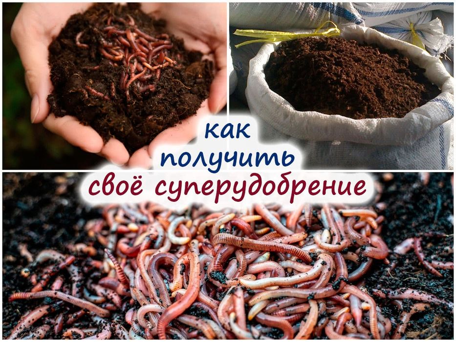 Калифорнийский червь, для обработки органических удобрений.