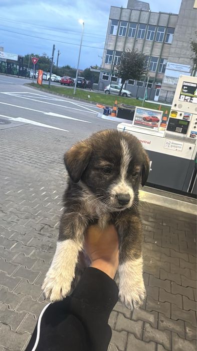 Donez catelus mascul