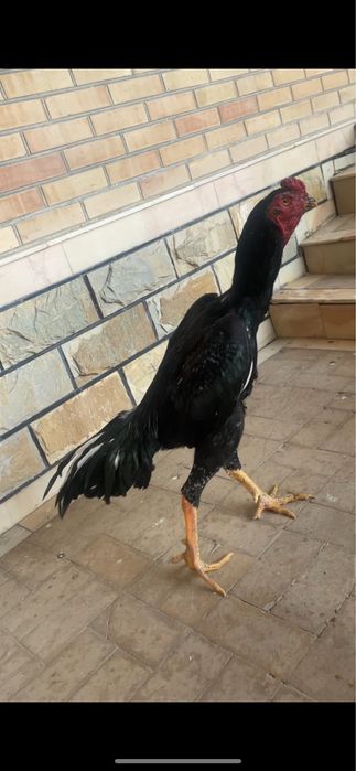 O shamo yoshiga tulgan 120$ kami bor