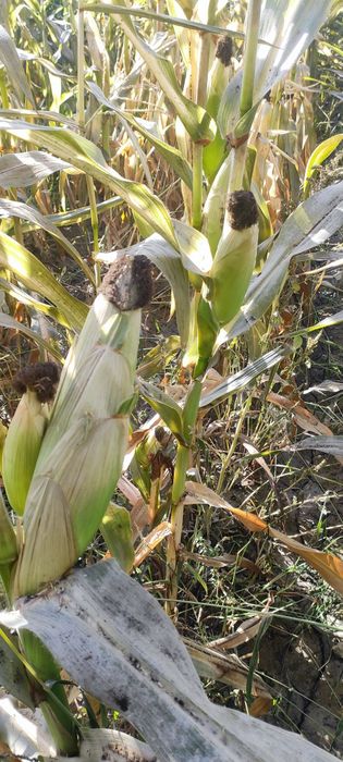 донлик сенаж гибрит макка