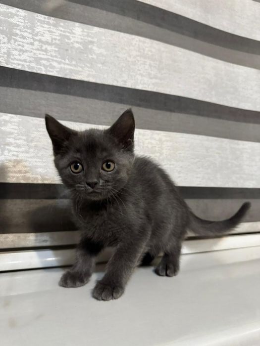 продаю породистых котят