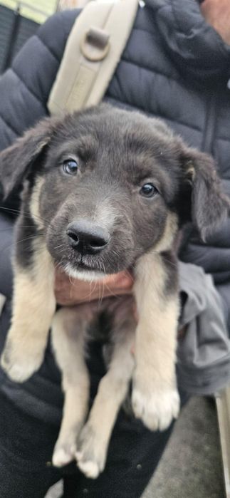 Căței adopție 2 luni