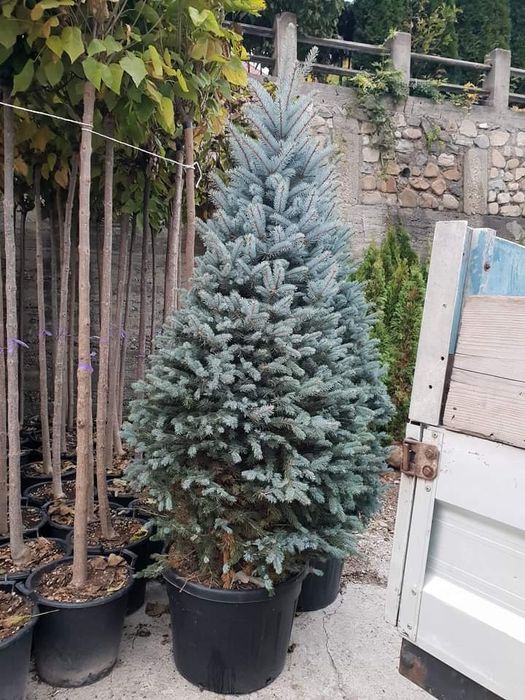 Gazon rulou plante ornamentale