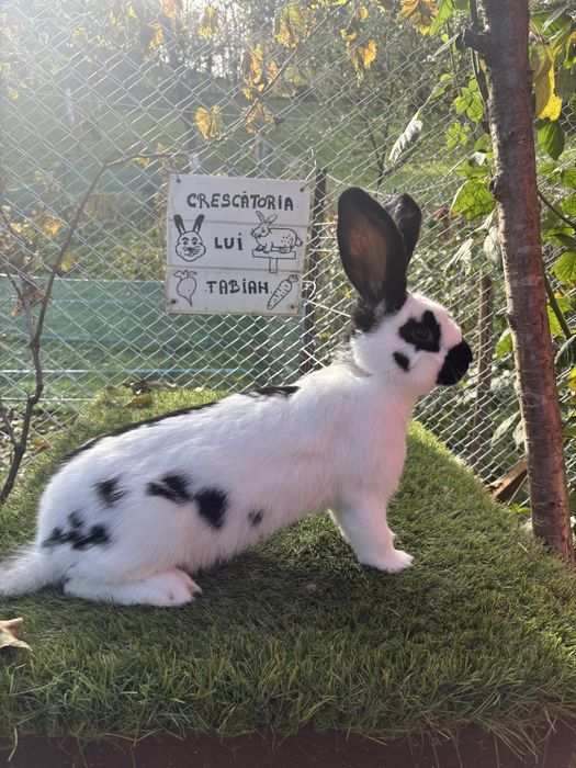 Mascul Tanar Metis Fluture