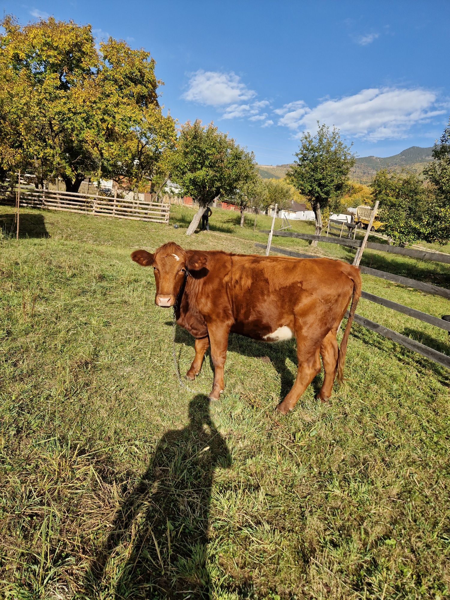 Vând o vaca gestantă și doua juninci