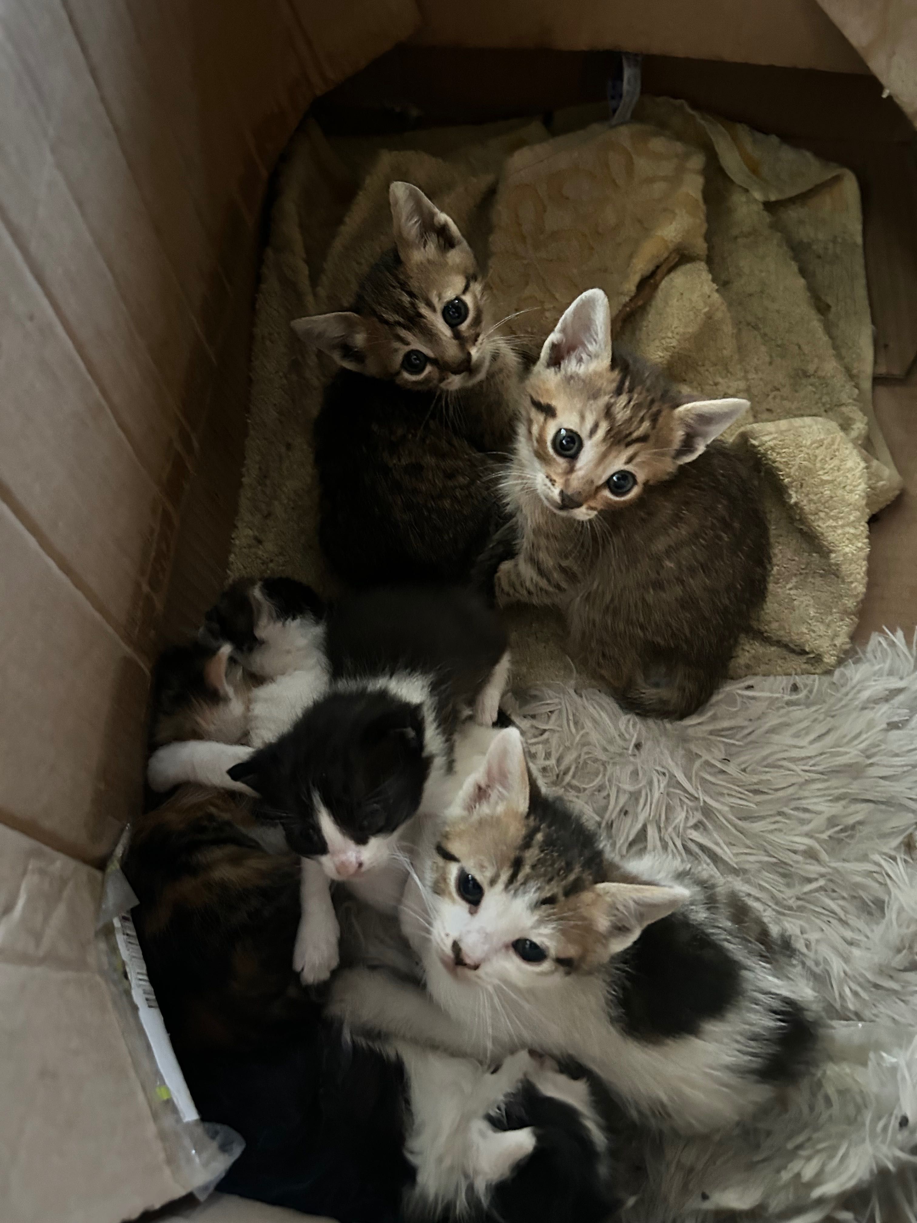 Подарявам котенца