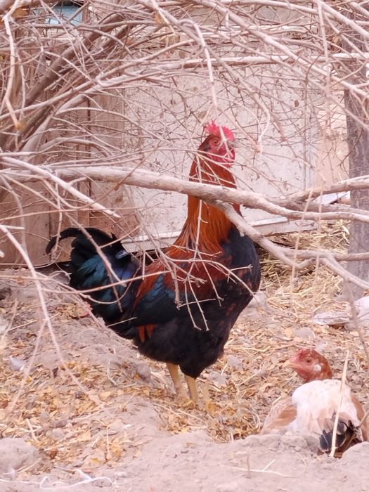 Хурозлар сотилади