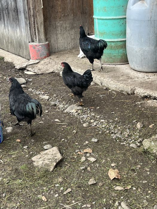 Vând cocoși australorp