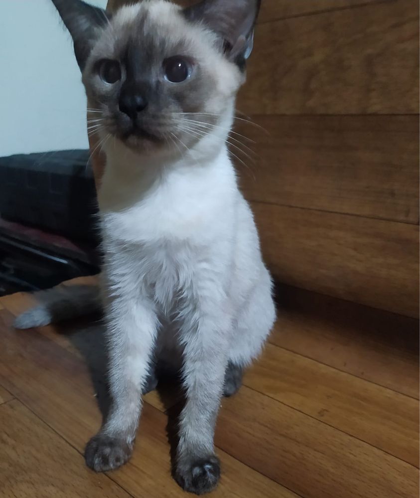 Отдам даром котят в добрые руки!