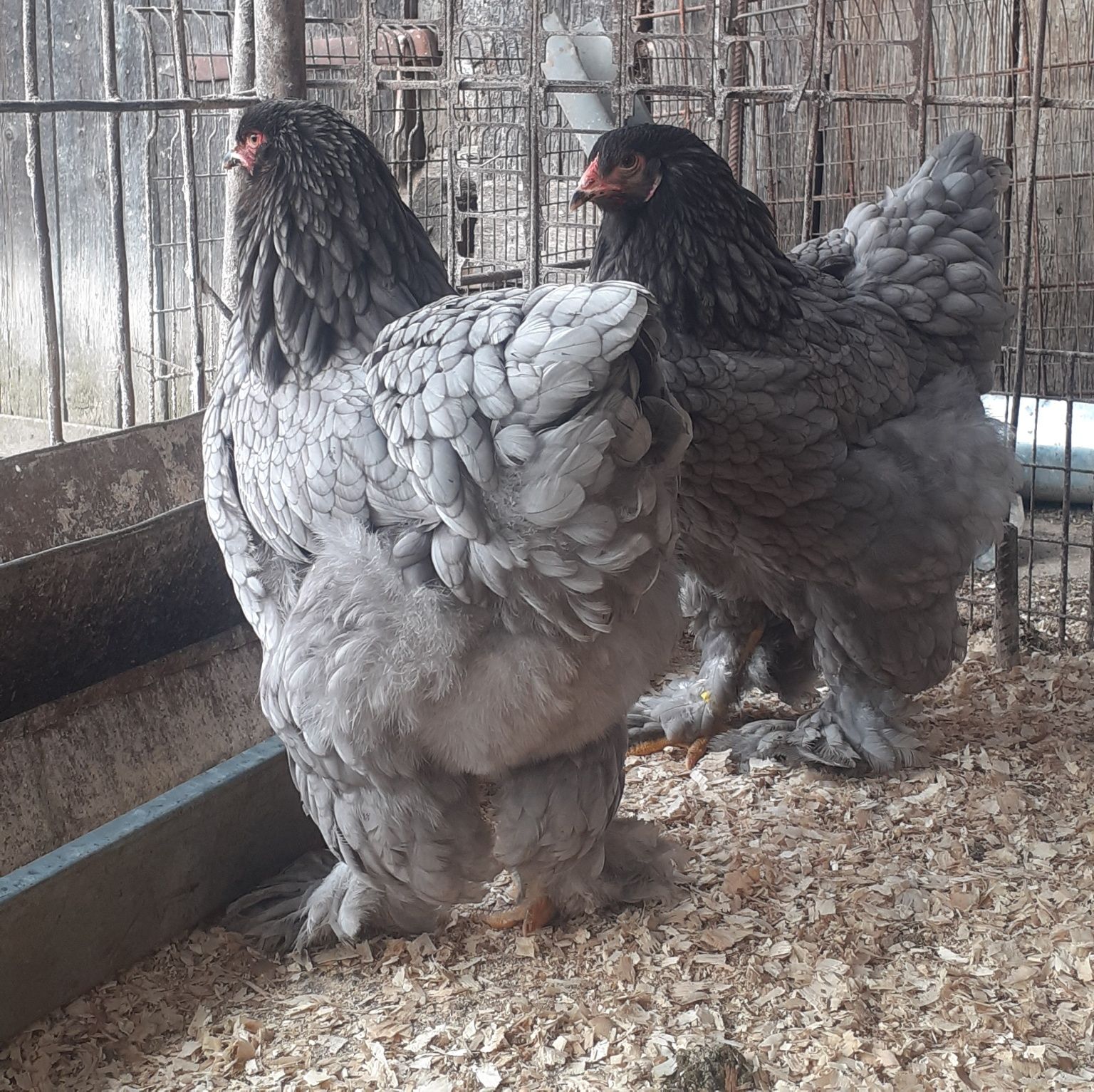 Disponibile oua brahma albastru