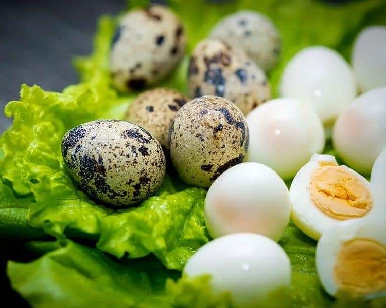 Пресни пъдпъдъци яйца