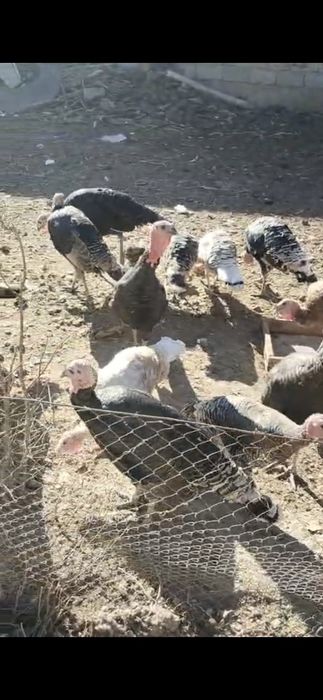 Үндіктер сатылады