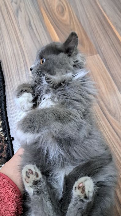 Отдам котят. Есть мальчик и девочка.