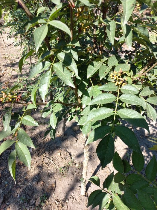 De vânzare  :  arbuștii (piper) pimillento de sishua