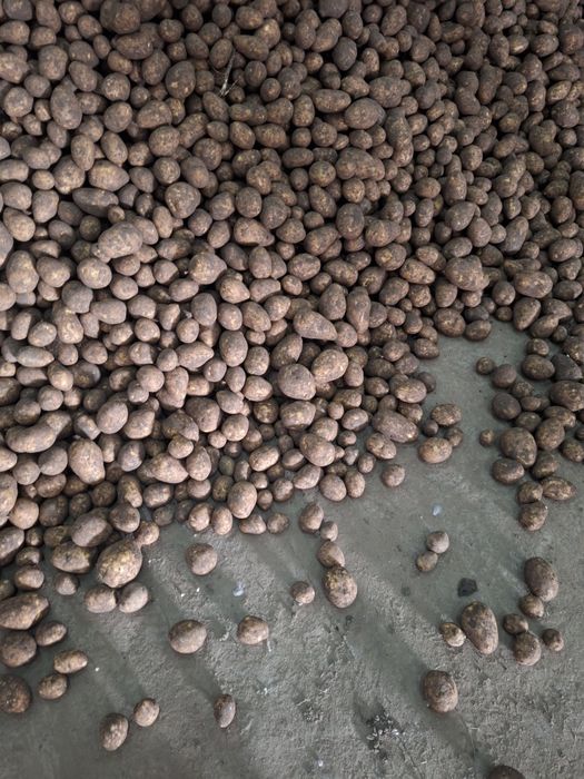 Продам картошку сортом Гала