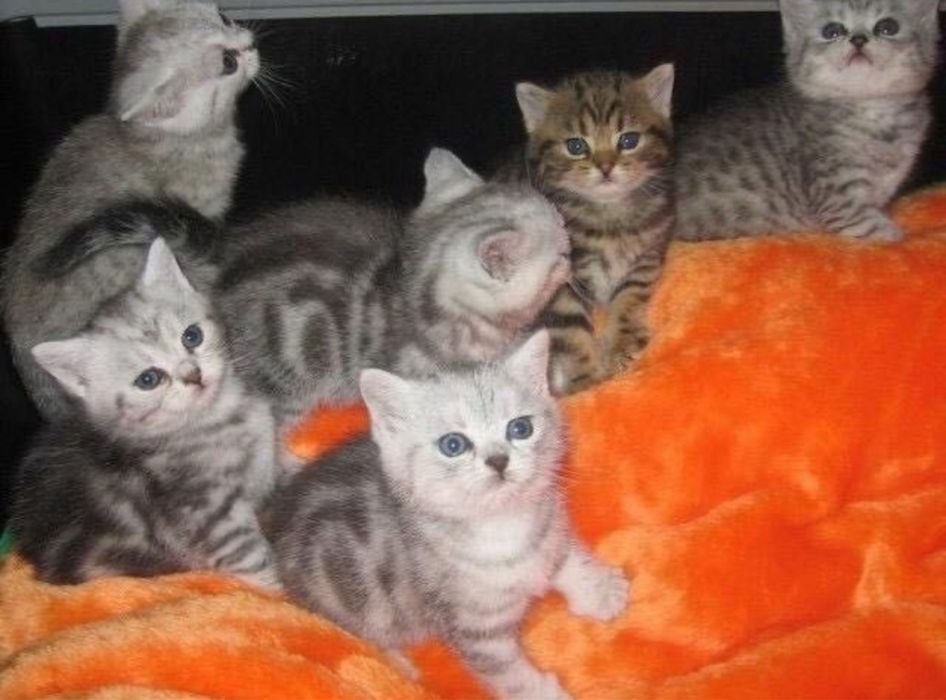 Золотые Серебристые Котодетки