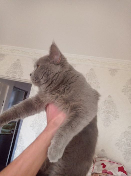 Skottish Strayt Sirre Sotiladi