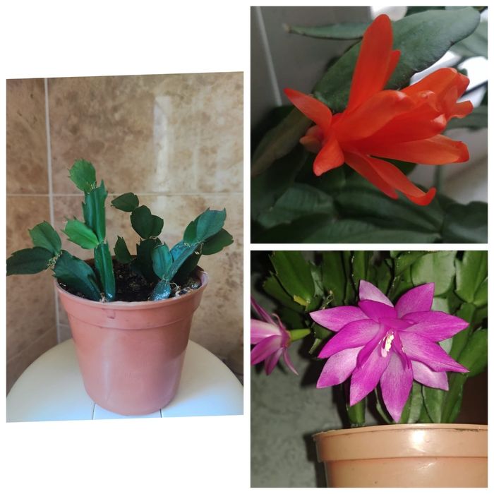 Укорененные отростки декабриста