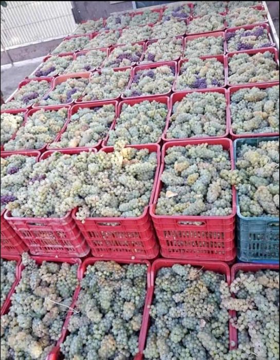 Struguri de Vin
Ofer spre vânzare struguri de vin din zona Vrancea 
D