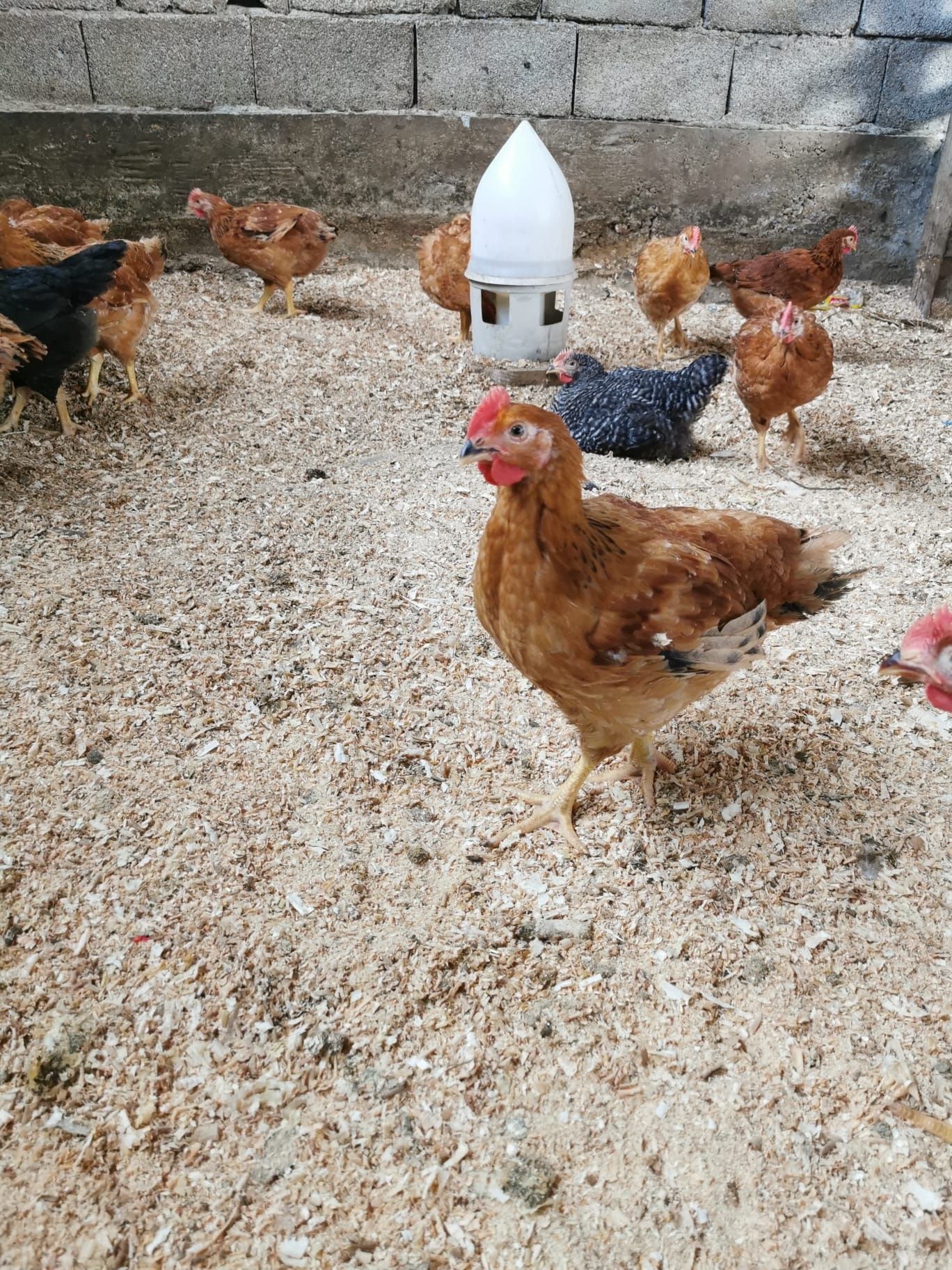 Cocoșei semigrei 2kg