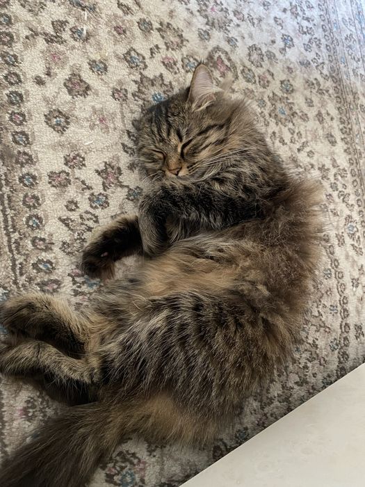 отдам кошку в хорошие руки