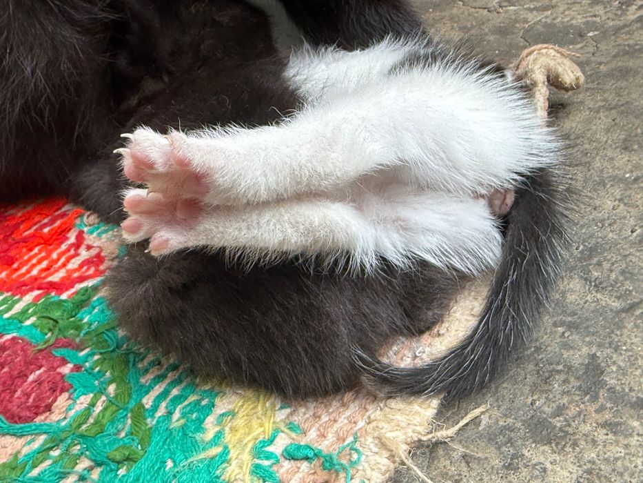 Ofer spre adopție pui pisica