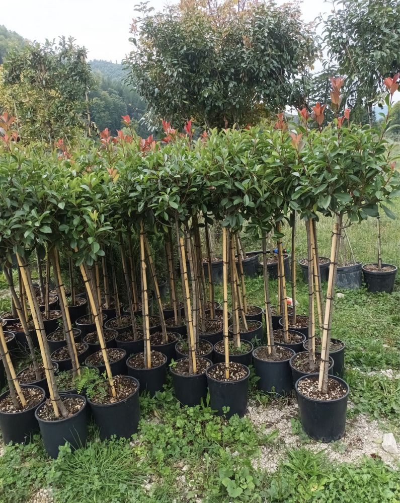 Plante ornamentale de orice specie