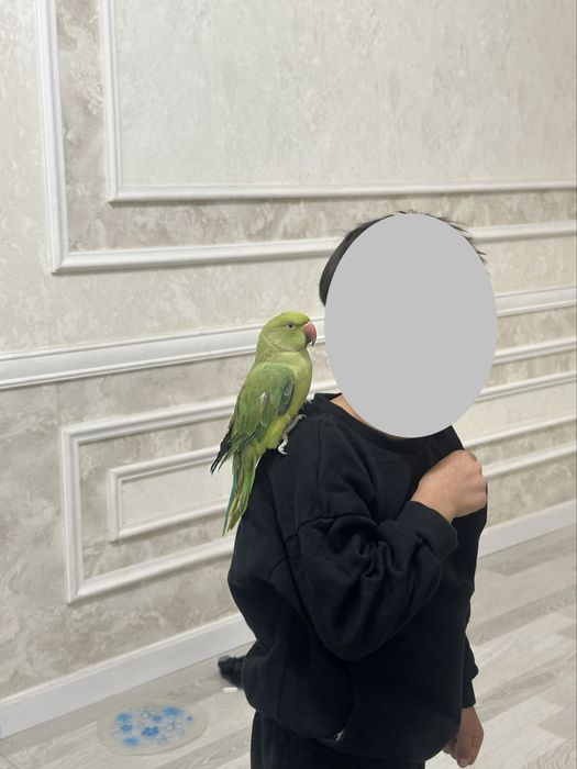 Ajarello ruchnoy sotiladi 1 yoshdan oshgan