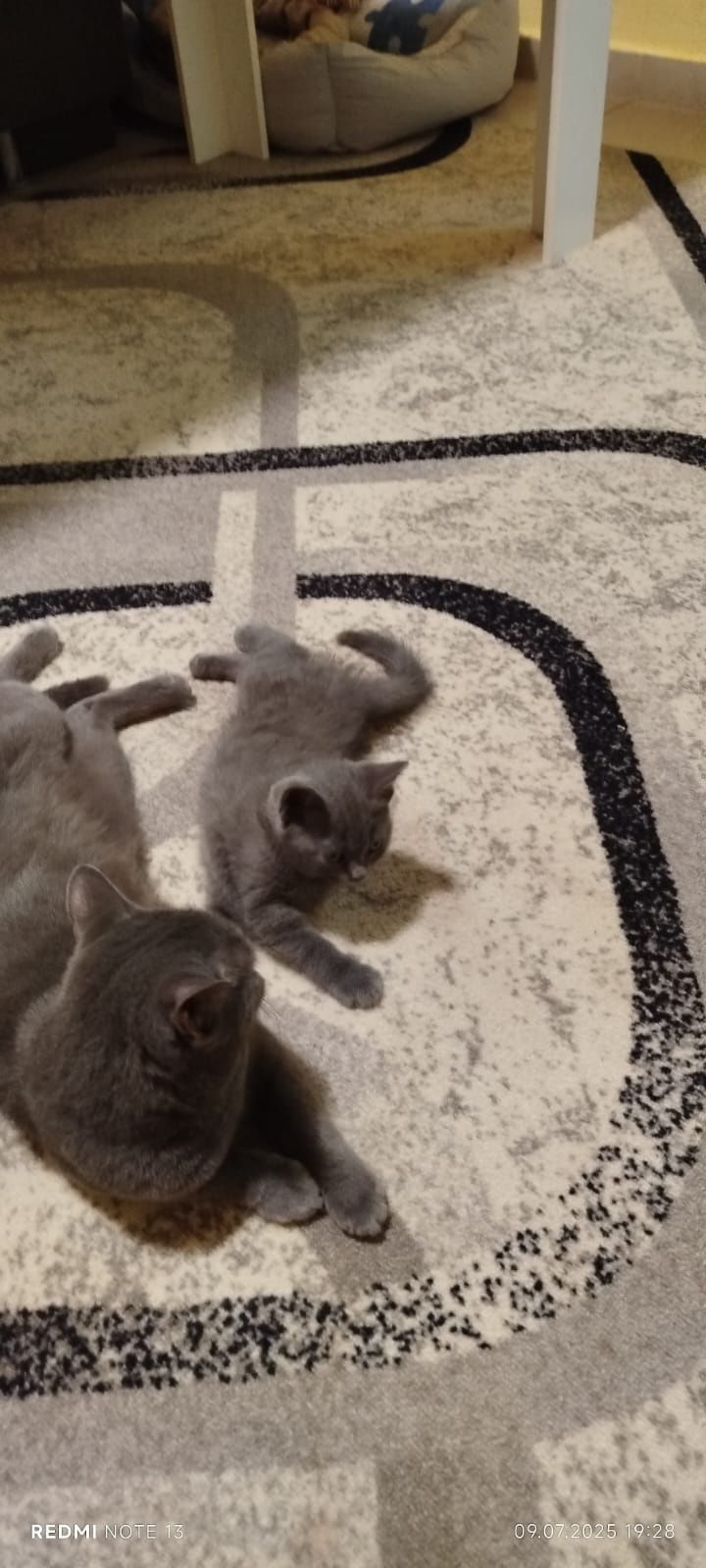 Британски котета
