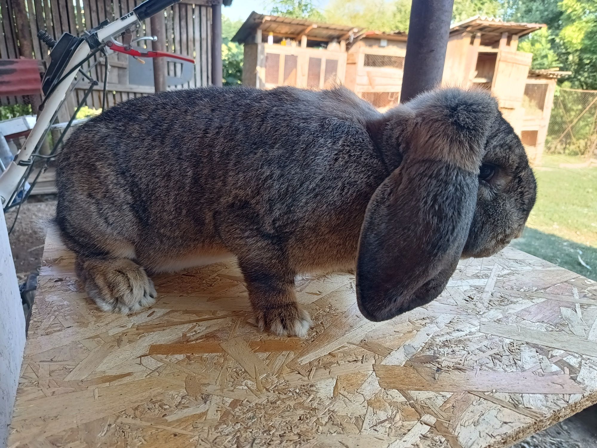 Iepuri berbec german