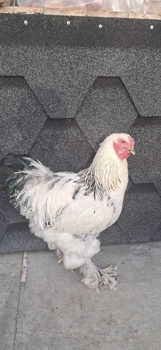 Продам петухов Брама